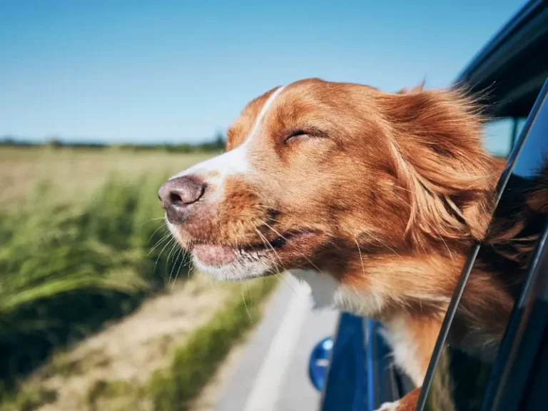 A dog in a car smelling the air, a green landscape in the background.